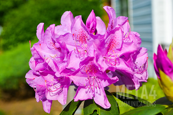 Lavender Rhododendron Flowers