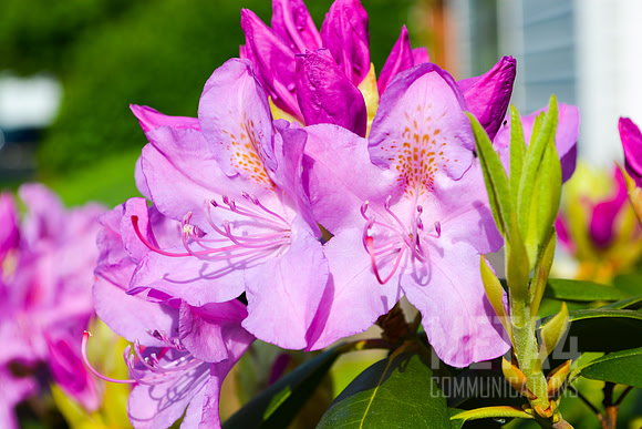 Lavender Rhododendron Flowers