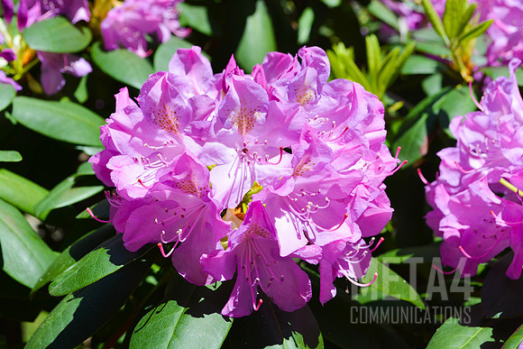 Lavender Rhododendron Flowers