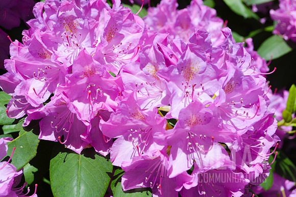 Lavender Rhododendron Flowers