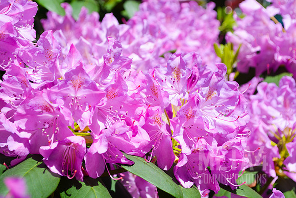 Lavender Rhododendron Flowers