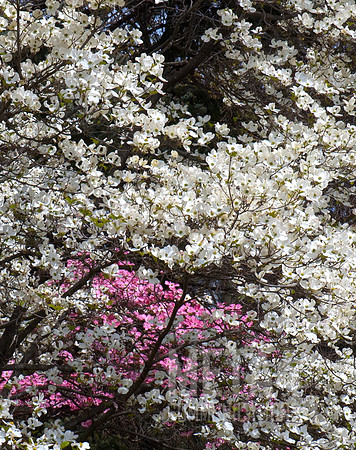 White Dogwood Tree in Full Bloom