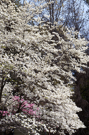 White Dogwood Tree in Full Bloom