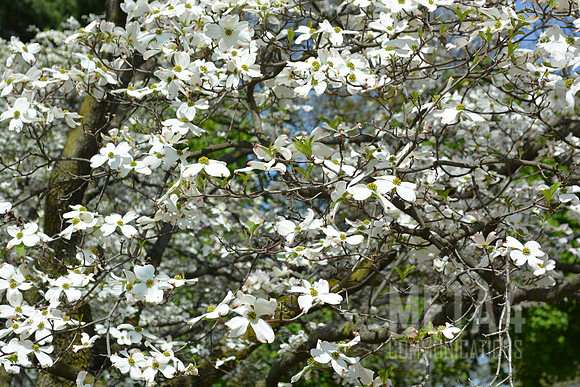 White Dogwood Blossoms