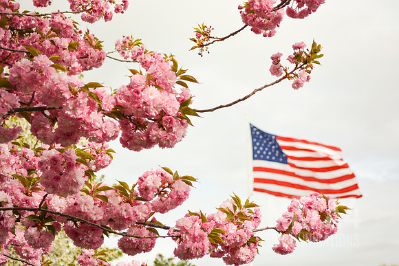 Cherry Blossom Americana!