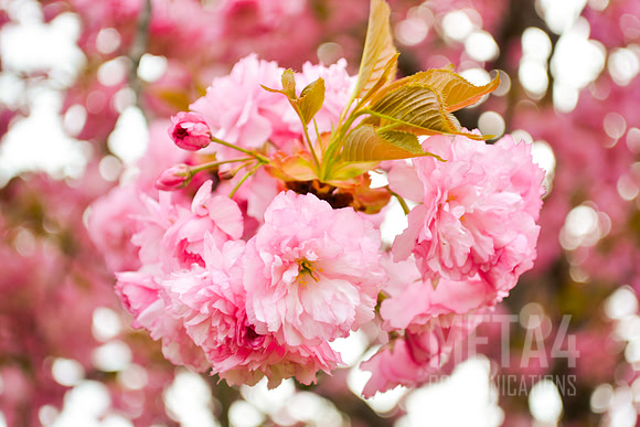 Cherry Blossom Festival