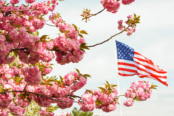 Cherry Blossom Americana!
