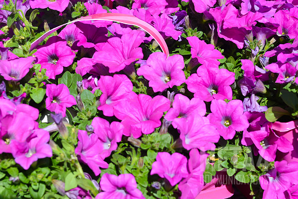 Lavender Petunia Flowers
