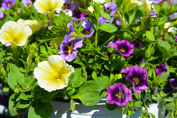Yellow and Purple Petunia Flowers