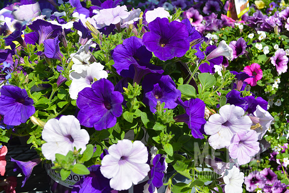Purple and White Petunia Flowers