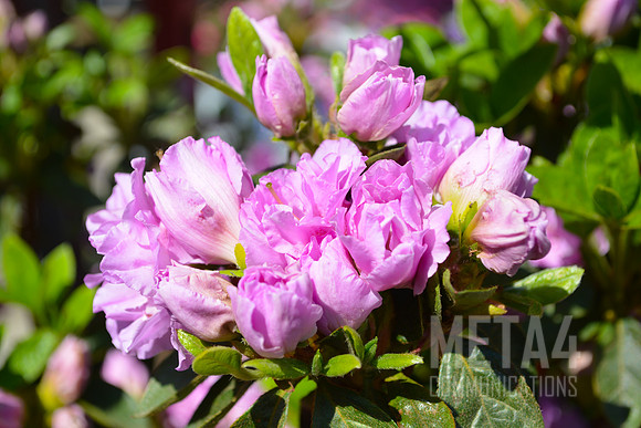 Lavender Azalea Flowers