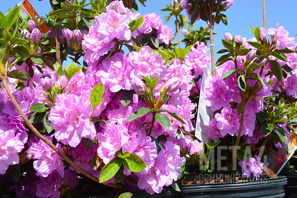 Lavender Azalea Flowers