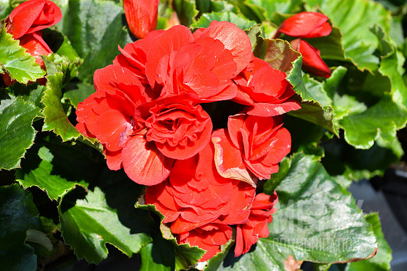 Spring Flowers
