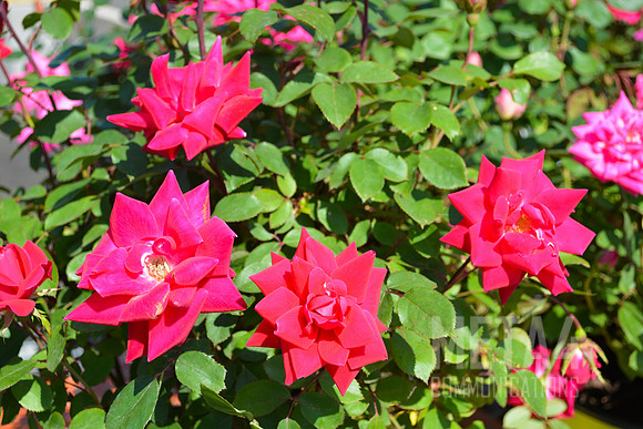Spring Flowers