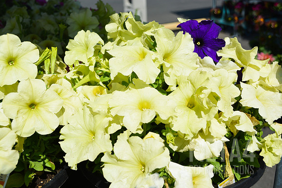 Yellow Petunia  Flowers