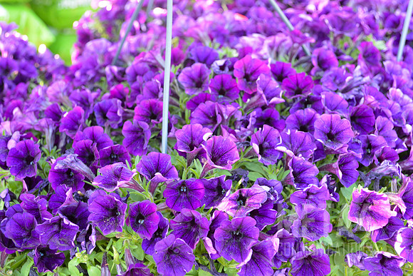 Purple Petunia Flowers