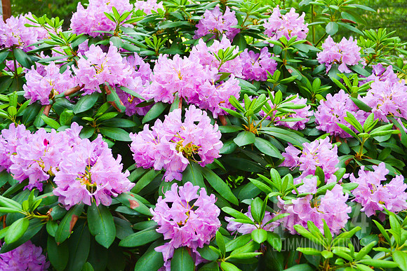 Lavender Rhododendron Flowers