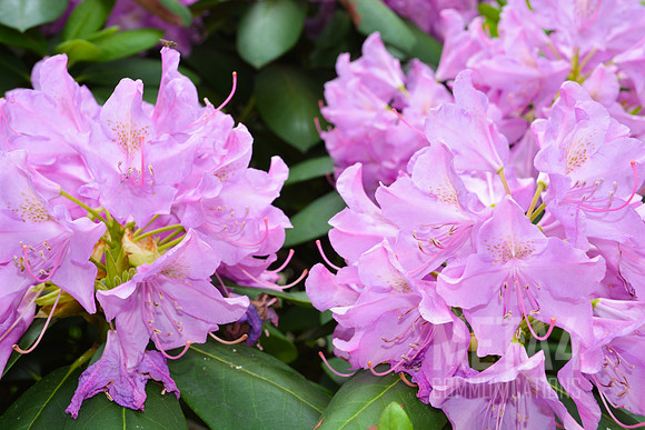 Lavender Rhododendron Flowers