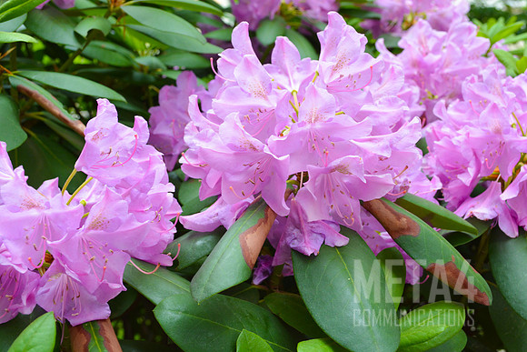 Lavender Rhododendron Flowers