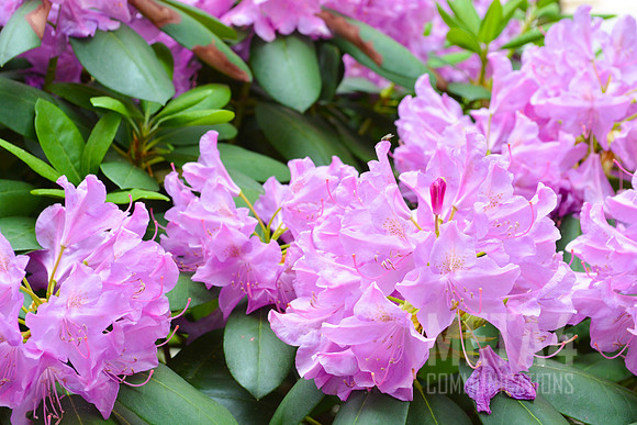 Lavender Rhododendron Flowers