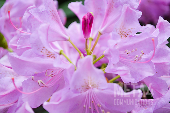 Lavender Rhododendron Flowers