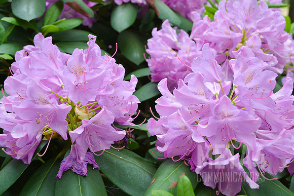 Lavender Rhododendron Flowers