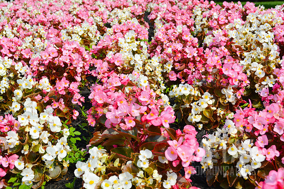 Spring Flowers