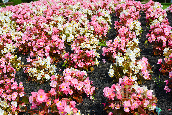 Spring Flowers