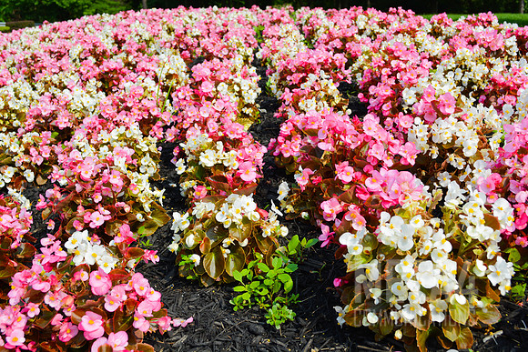 Spring Flowers