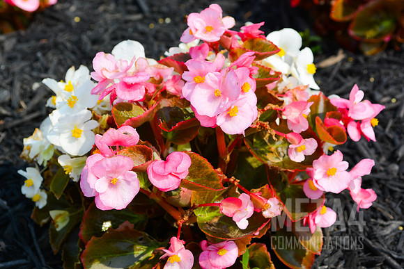 Spring Flowers
