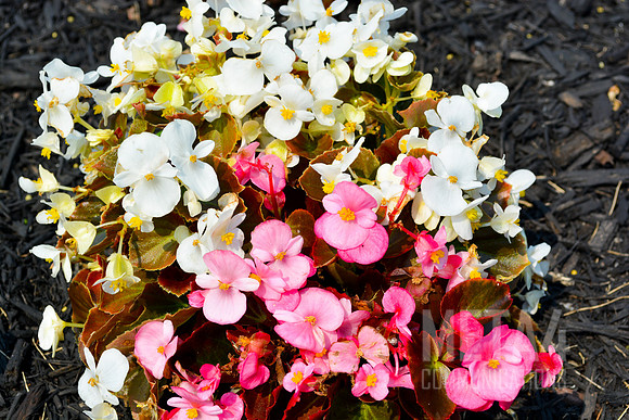 Spring Flowers