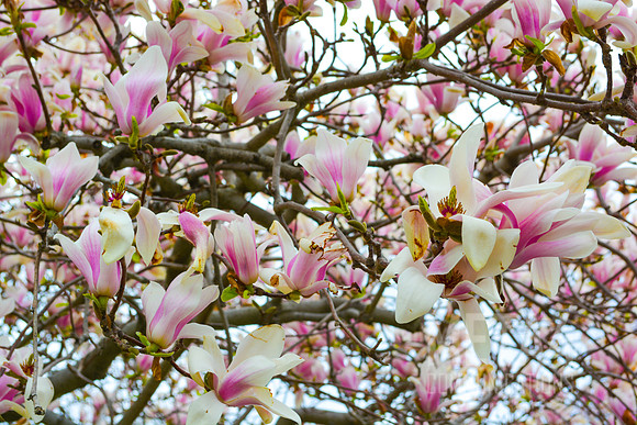 Magnolia Blossoms