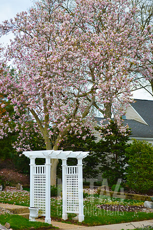 Magnolia Tree in Bloom