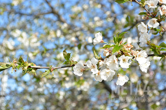 White Cherry Blossoms