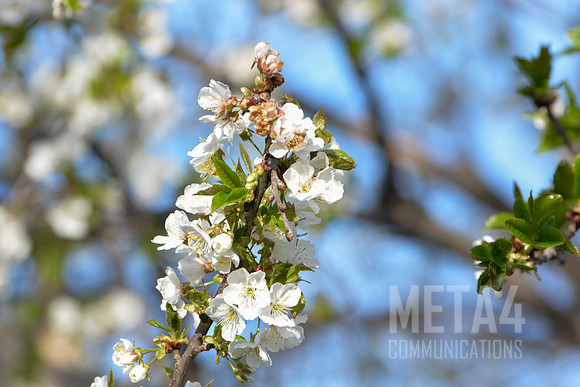 White Cherry Blossoms