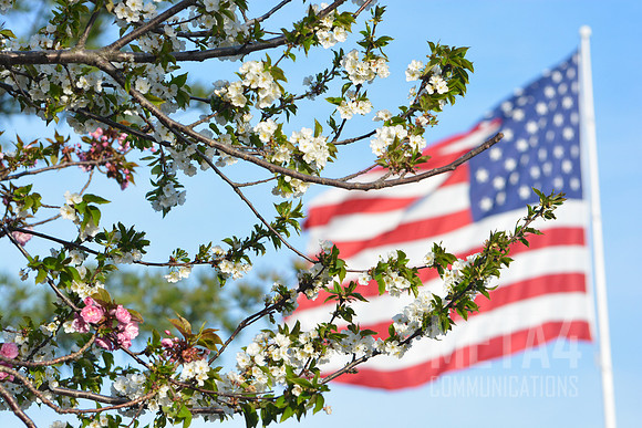 White Cherry Blossoms  with American Flag