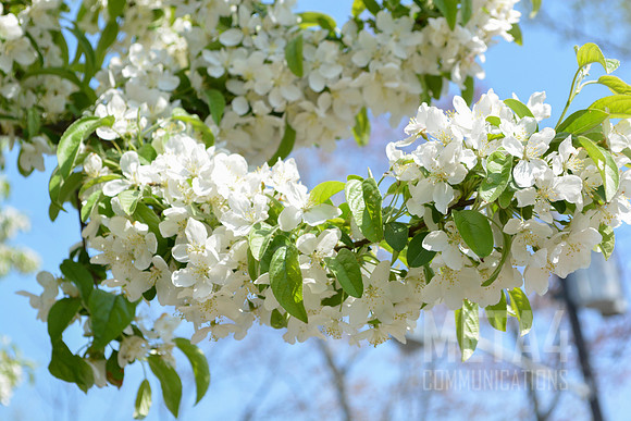 White Cherry Blossoms