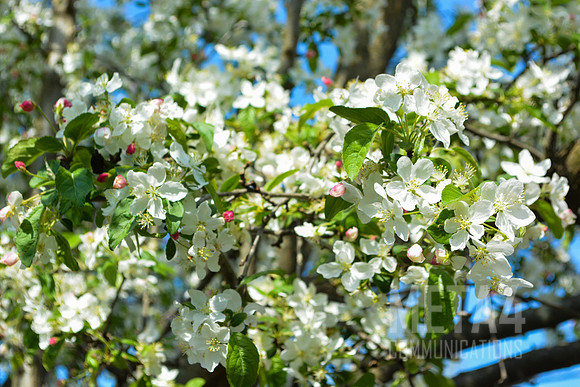 White Cherry Blossoms