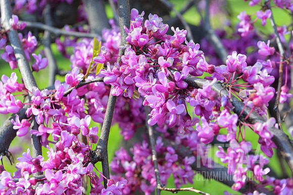 Lavender Spring Flowers