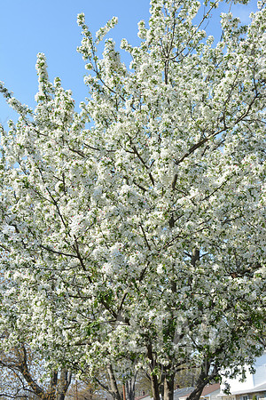 White Cherry Blossoms