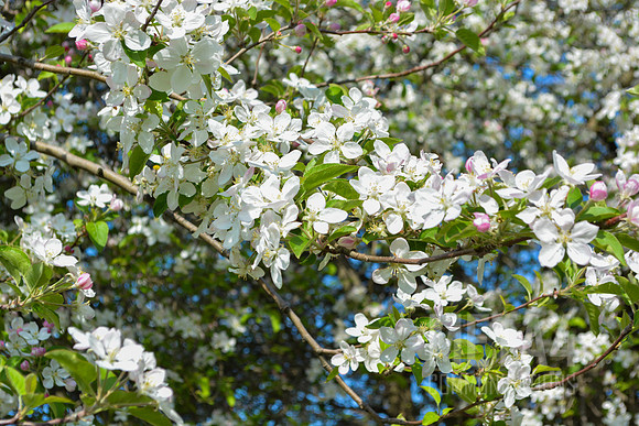 White Cherry Blossoms