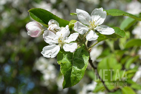 White Cherry Blossoms