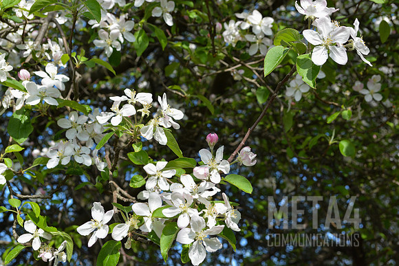 White Cherry Blossoms