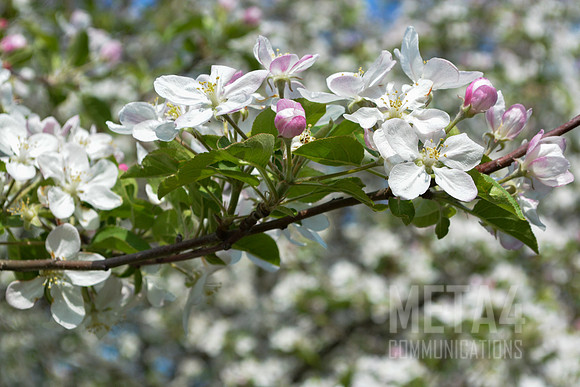 White Cherry Blossoms