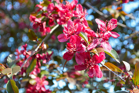 Red Spring Flowers