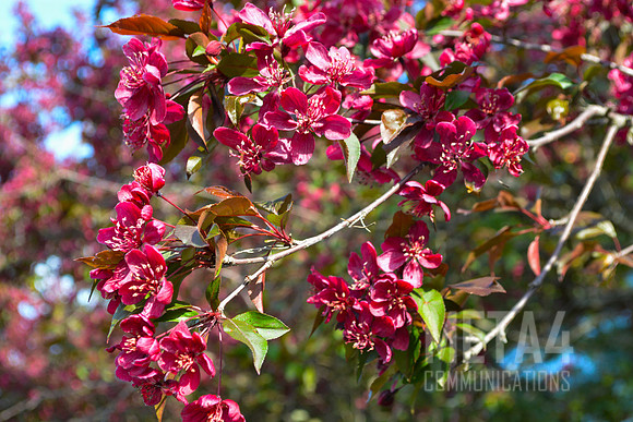 Red Spring Flowers