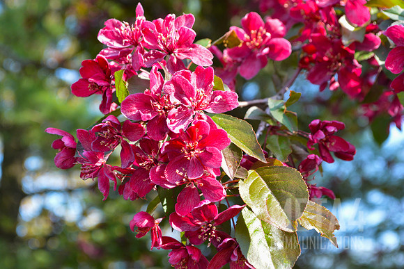 Red Spring Flowers