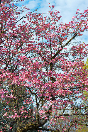Pink Dogwood Blossoms