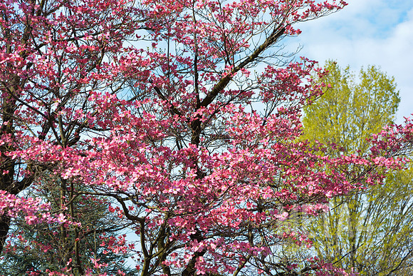 Pink Dogwood Tree