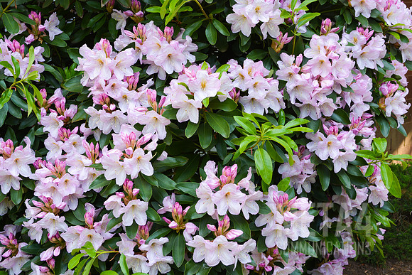White Rhododendron Flowers